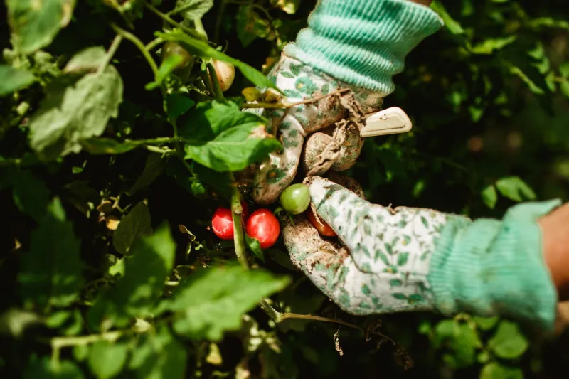 Why the Tomato at Your Homestay Tastes Like an Entirely Different Fruit