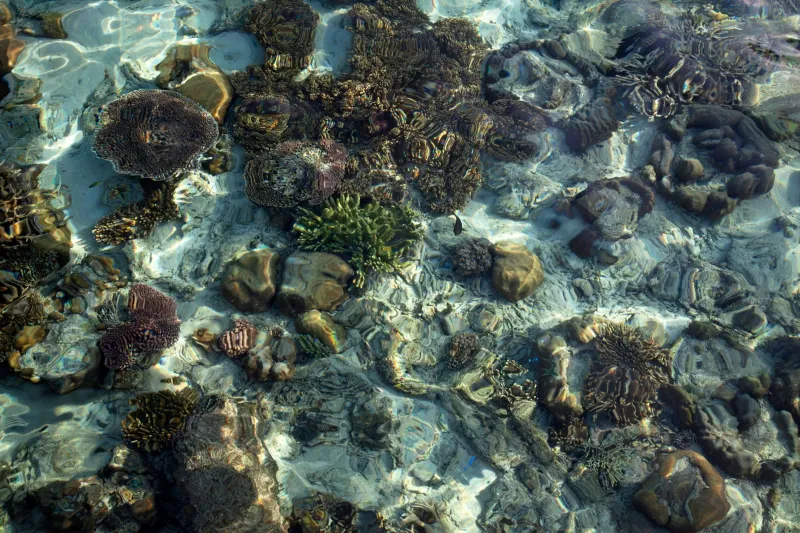 Your Vacation Dollars Are Either Saving Coral Reefs or Killing Them — Here's How to Choose Wisely